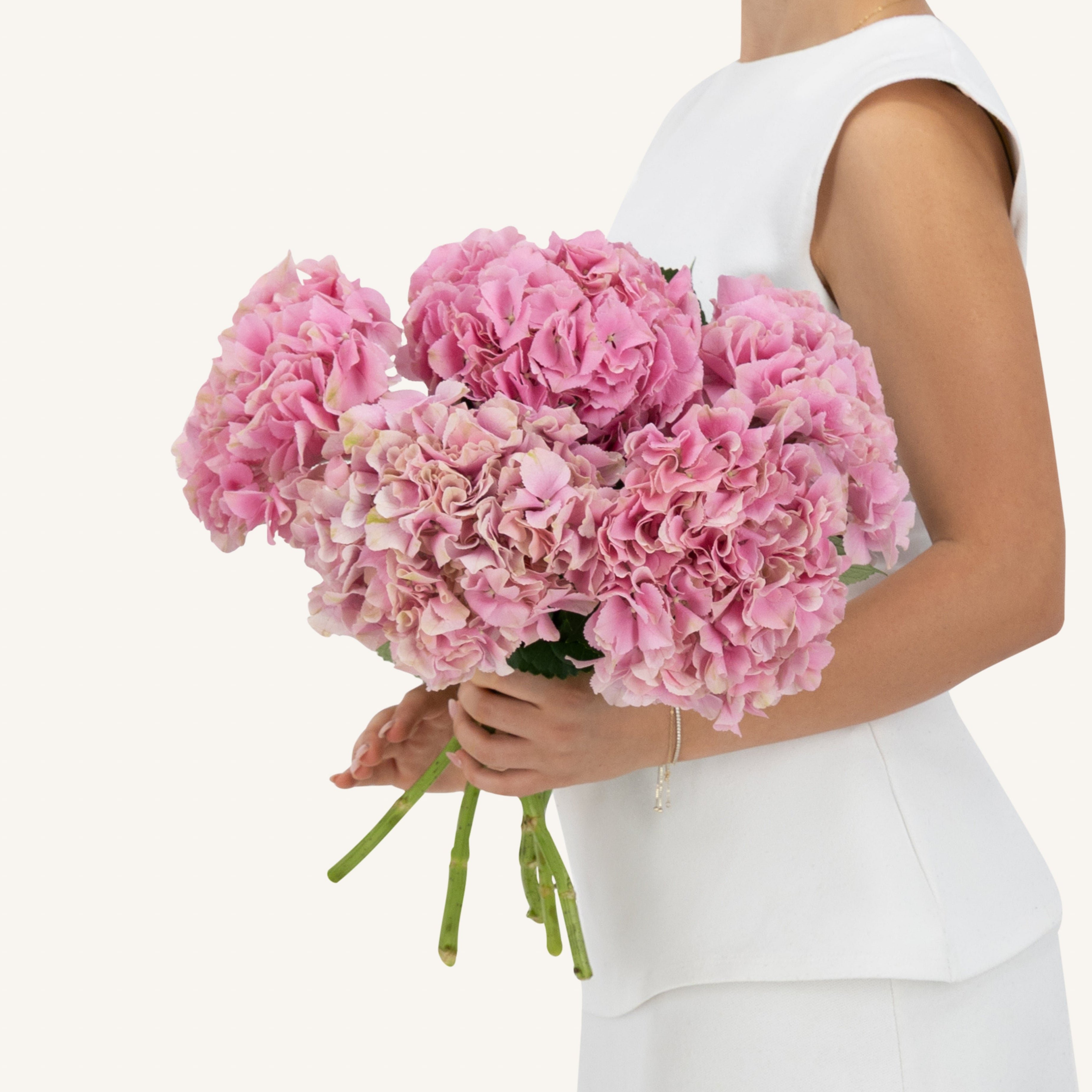 5 Pink Hydrangeas Bunch