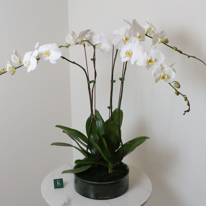Mother's Day Flower Gift White Phalaenopsis Orchid