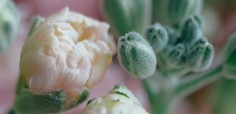 Matthiola flower meaning