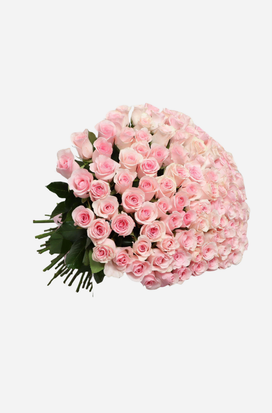 100 Light Pink Rose Bouquet (65cm x65cm)
