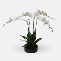 4 White Phalaenopsis Orchid Plants (80cm x 90cm)