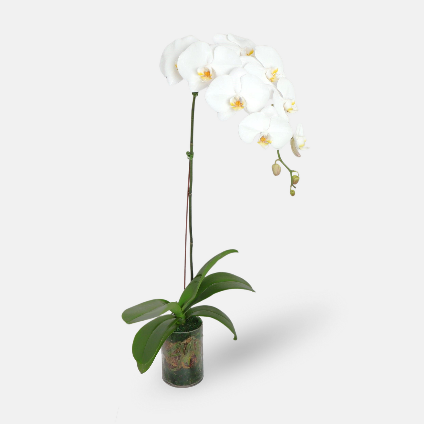 White Phalaenopsis Plant in a Vase (85cmx35cm)
