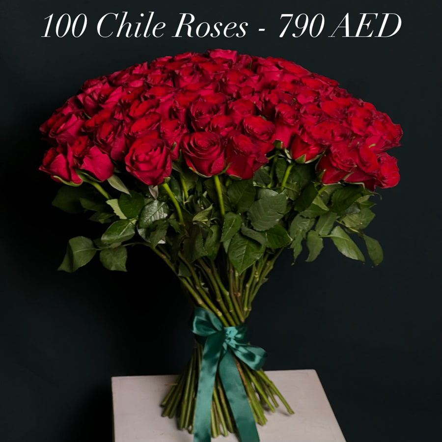 100 Chile Roses