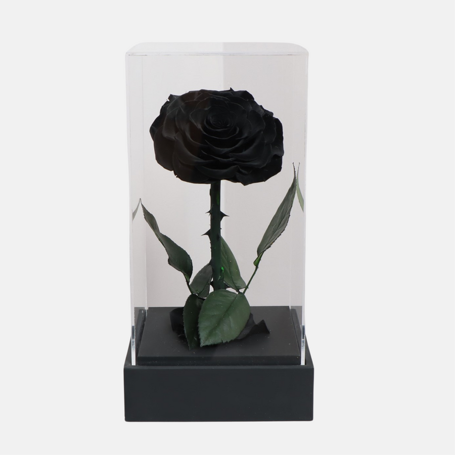 Black Forever Rose(25cmx20cm)
