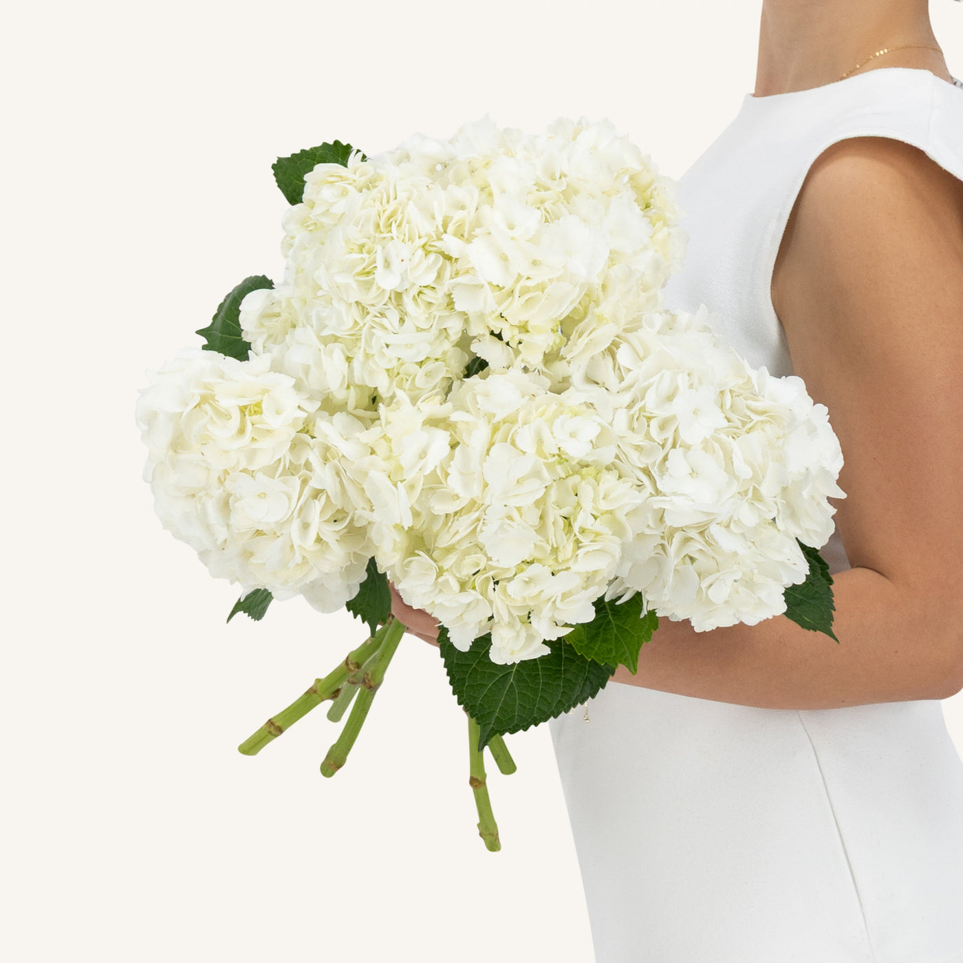 10 White Hydrangeas Bunch