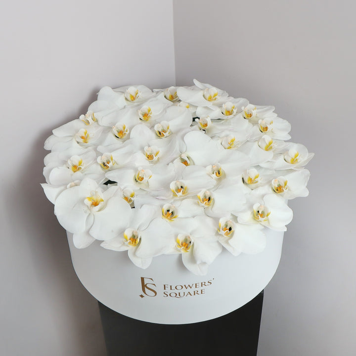Buy white orchids dubai online