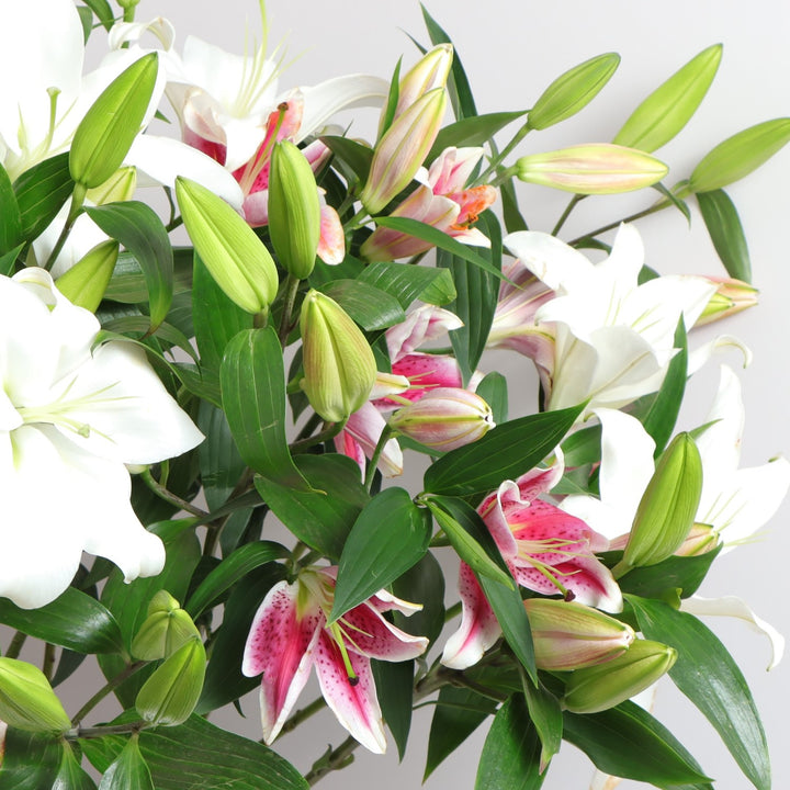 Lilies Delight Box Buy Online