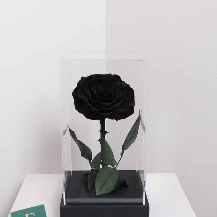 Buy Forever Rose Black