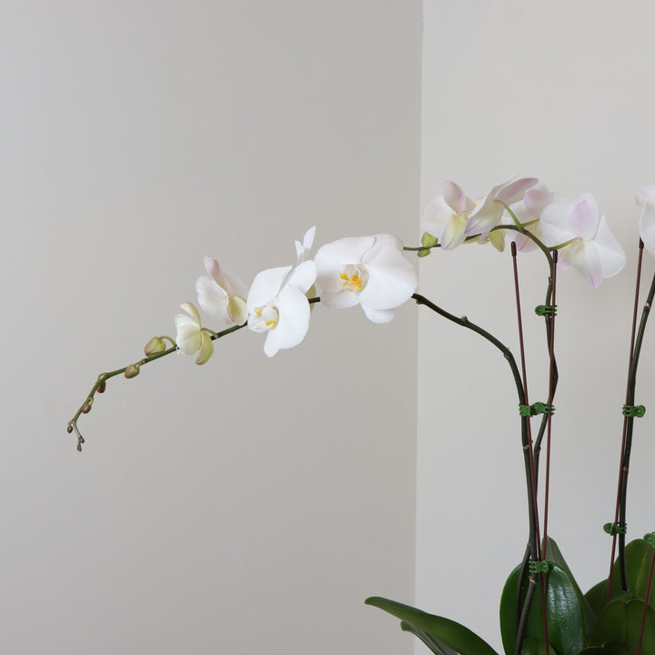  Cheapest place to buy white orchids dubai online