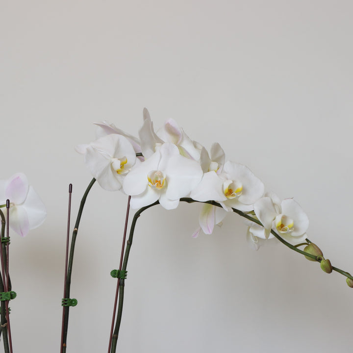 White orchids dubai online