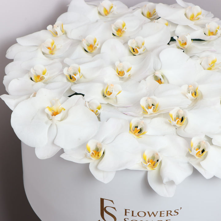 Best white orchids dubai