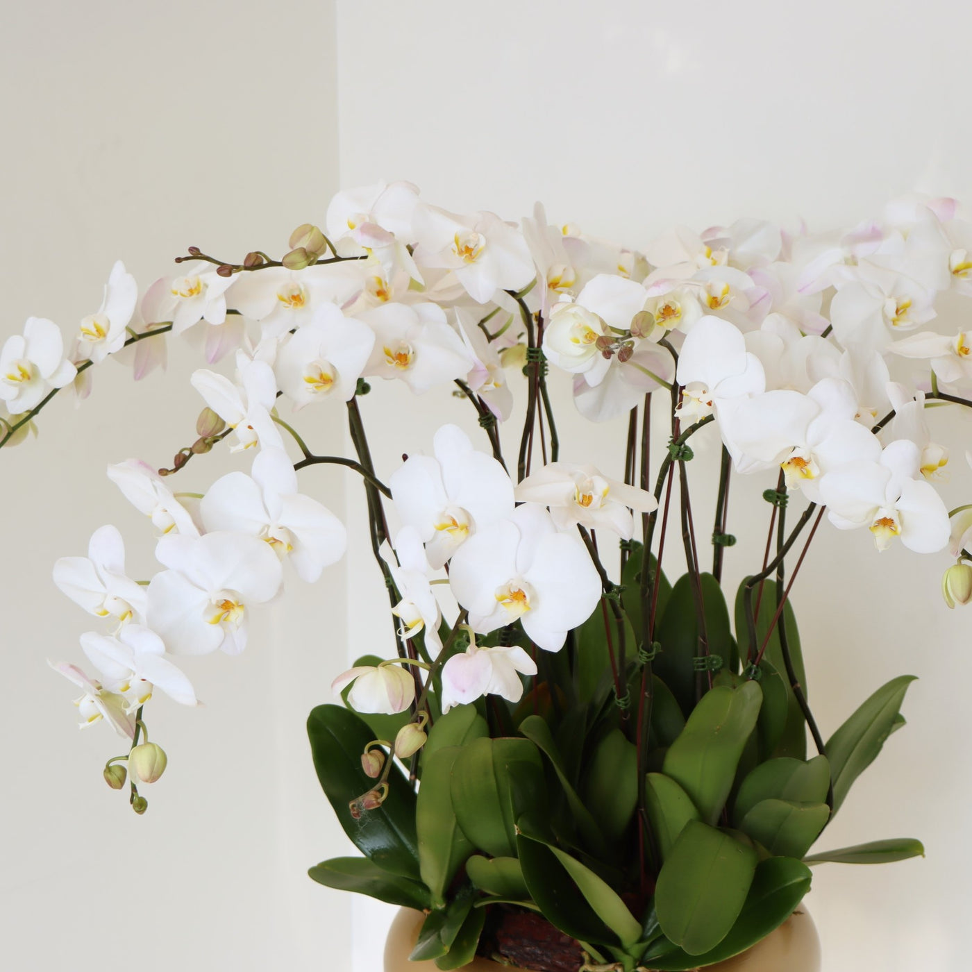 15 Stem white Orchid Phalaenopsis Plant