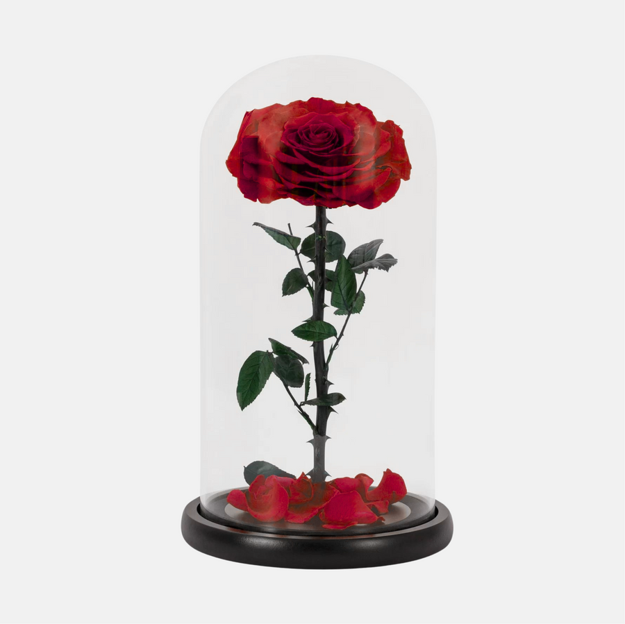 1 Forever Rose Red (25cm x 20cm)