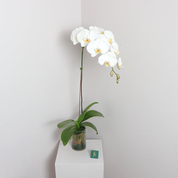 White Orchid Plant Buy online