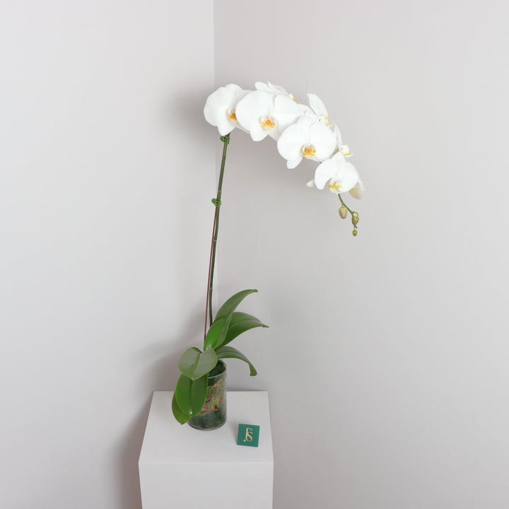 White Orchid Plant Delivery in Dubai