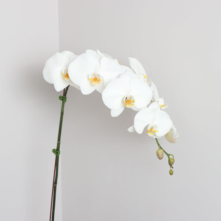 White Orchid Plant in FS Shop