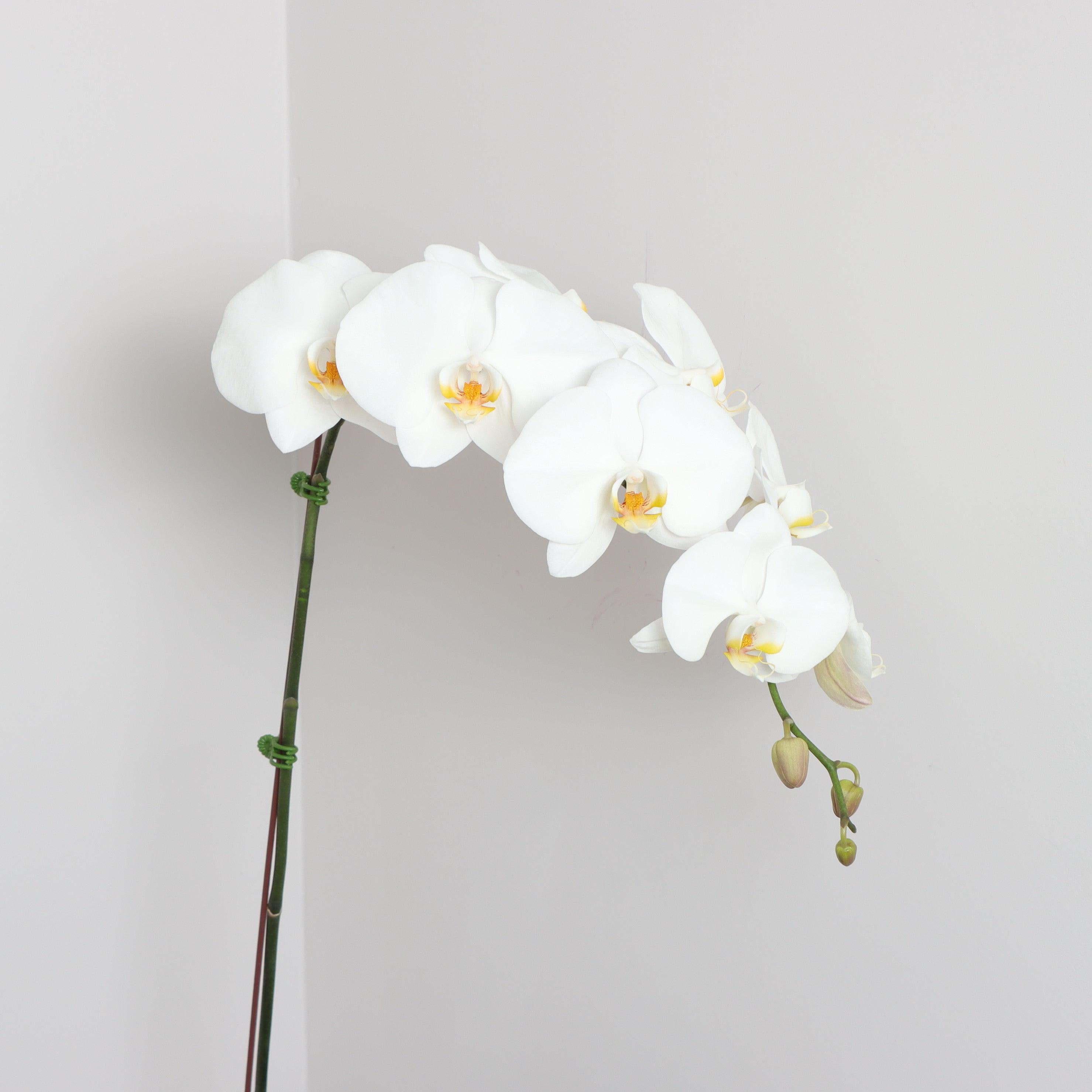 White Orchid Plant in FS Shop