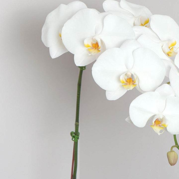 White Orchid Plant by Flowers Square