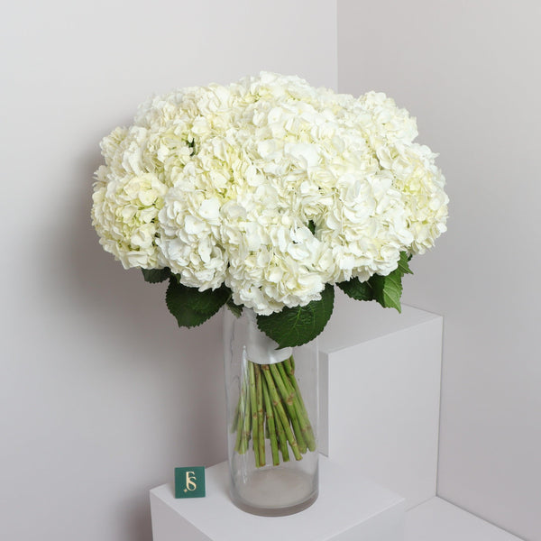 35 White Hydrangeas in FS shop
