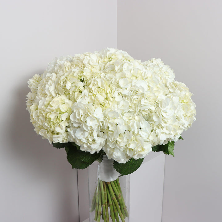 35 White Hydrangeas Buy Online