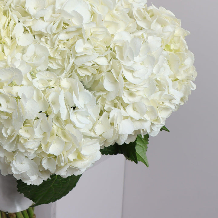 35 White Hydrangeas Bouguet in Dubai