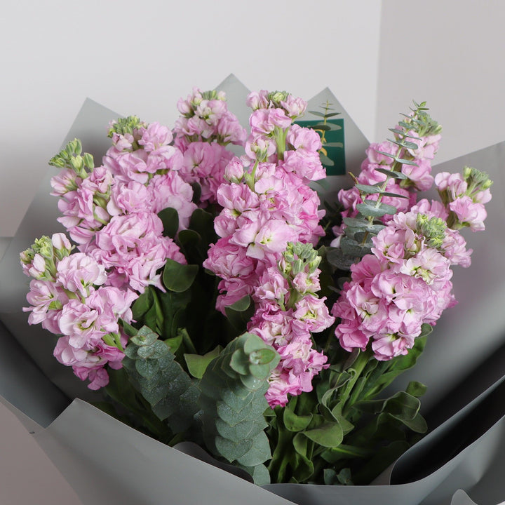 pink matthiola bouquet delivery
