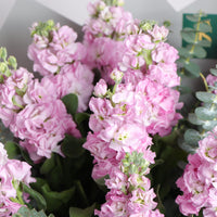 pink matthiola bouquet delivery