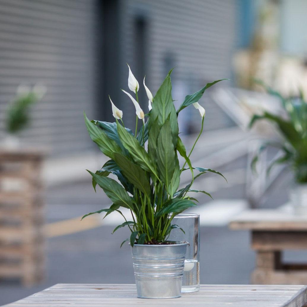 Table plants store